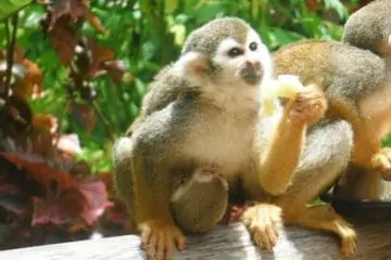 Monkeyland Punta Cana Go Services Tours 1
