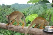 Monkeyland Punta Cana Go Services Tours 3