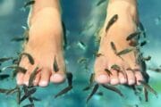 Dr Fish Punta Cana Go Services Tours 1